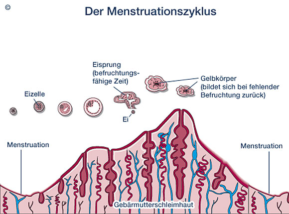 bg_menstruationszyklus